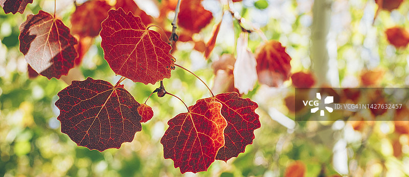 秋天的树叶——红红的白杨。美丽的季节秋天秋天。图片素材