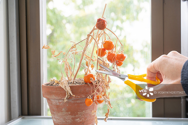 一个人在家里修剪一株结了果的樱桃番茄。图片素材