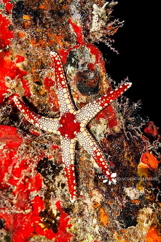 橙色大理石海星或薄荷海星，帕劳，密克罗尼西亚图片素材