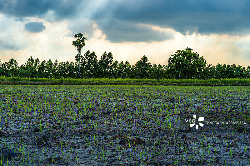 风景景观的糖棕榈与田绿草田玉米田在亚洲国家农业收获与蓬松蓬松的白云蓝天日光背景。图片素材