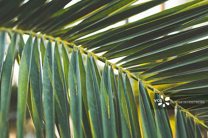 绿棕榈叶图案图片素材