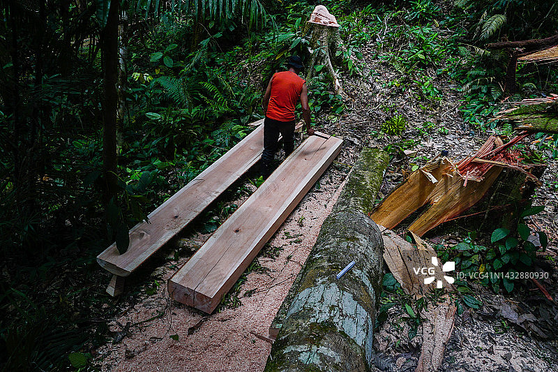 用电锯在森林里砍柴的人。森林砍伐-库存图片图片素材