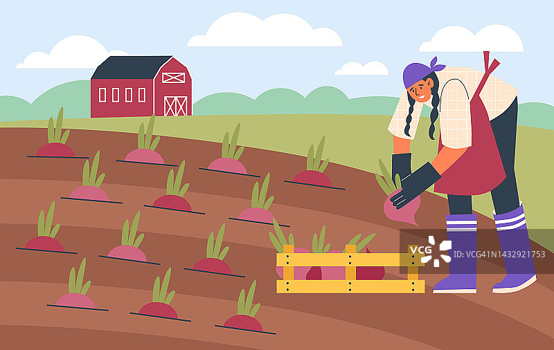 在田间收割甜菜的农民或园丁，矢量插图。图片素材