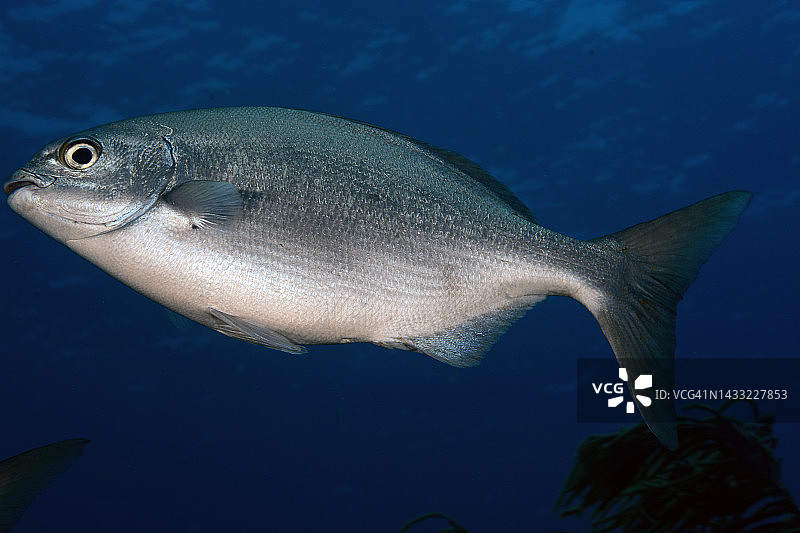 百慕大鲦鱼。图片素材