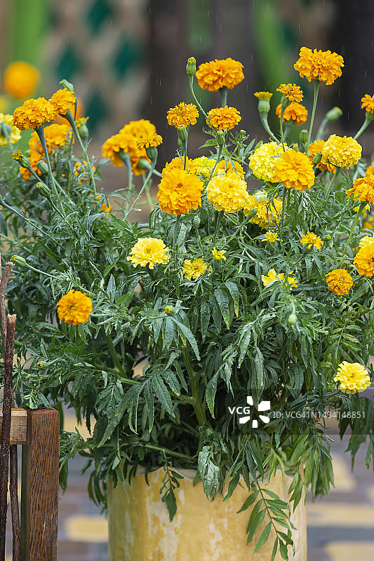 秋天黄色的金盏花插在花瓶里。图片素材