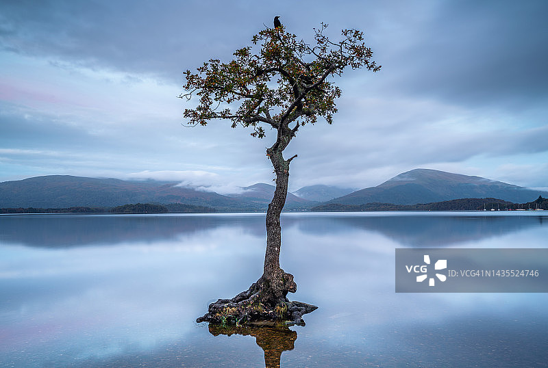 孤独树，洛蒙德湖，苏格兰。图片素材