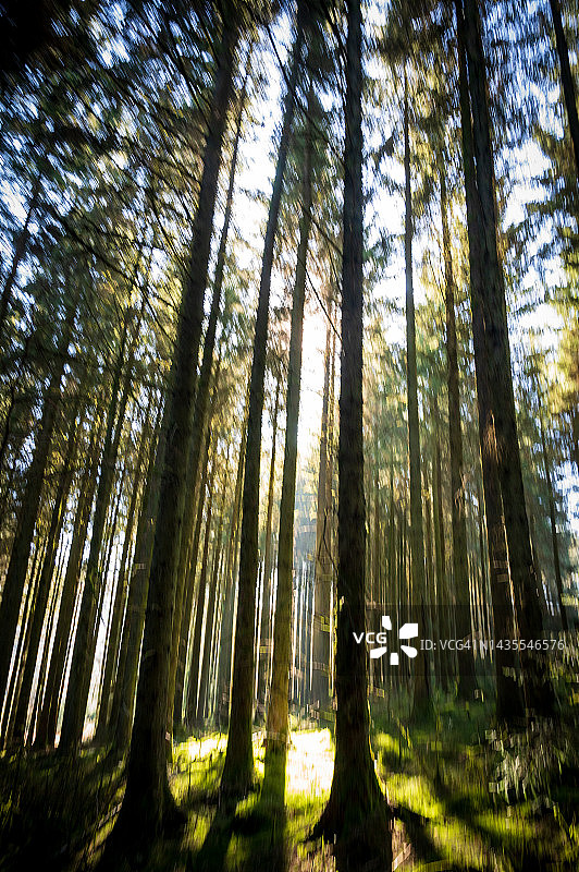 阳光照耀的森林地面和高大的树木图片素材