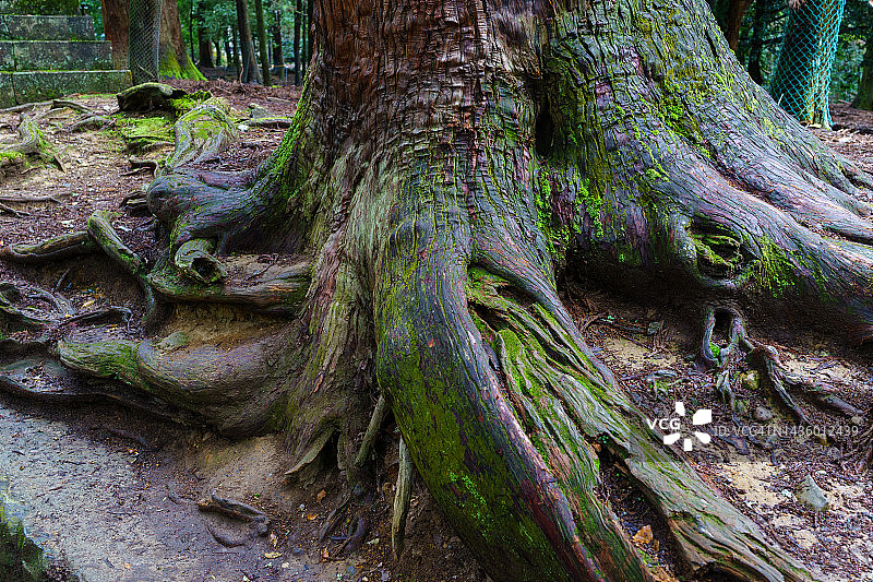森林里的老树根图片素材