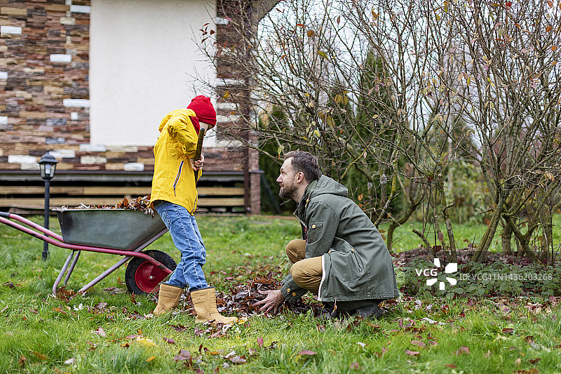 父亲和儿子用花园耙子和手推车清理秋天的树叶图片素材