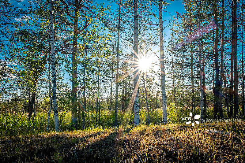 阳光穿过树林。卡累利阿的桦树林。夏天卡累利阿景观。北部森林。图片素材