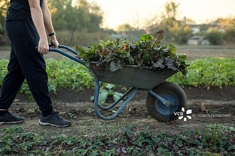 一辆装有收获的甜菜的手推车。一个人推着手推车在花园里收割。秋天的园艺。收割。图片素材