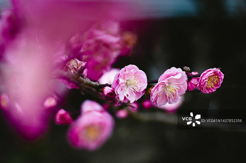 粉色日本梅花图片素材
