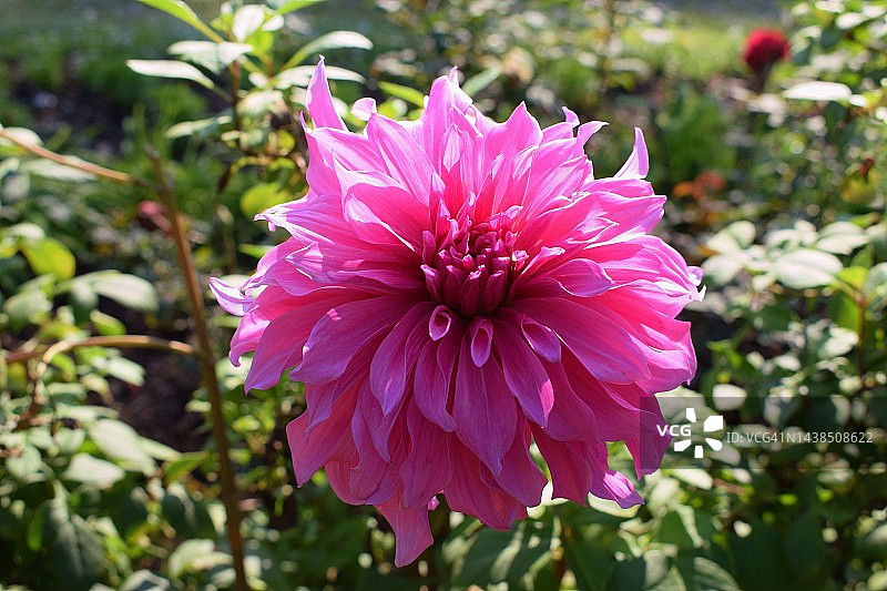 美丽的，大粉红色大丽花显示它的存在在花园里。大丽花pinnata。菊科家庭。图片素材