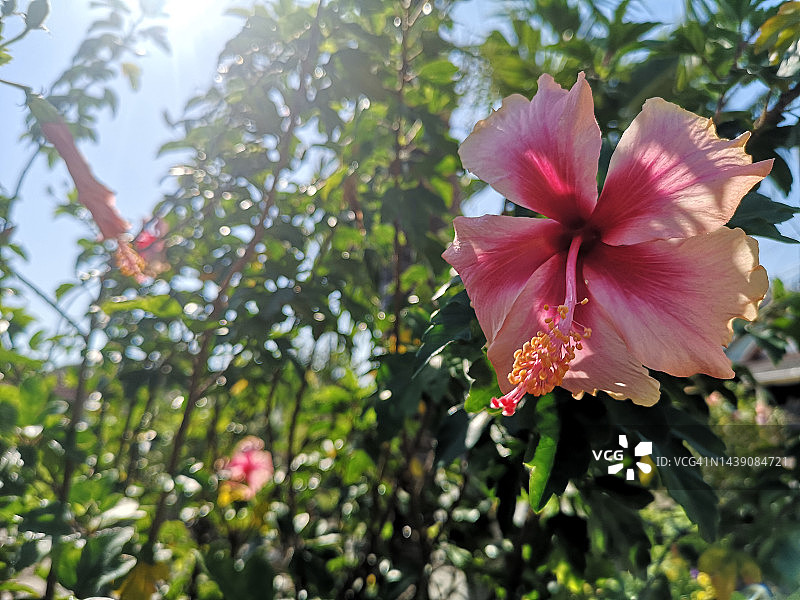 芙蓉芙蓉粉红色的花朵盛开在园林自然的背景下图片素材