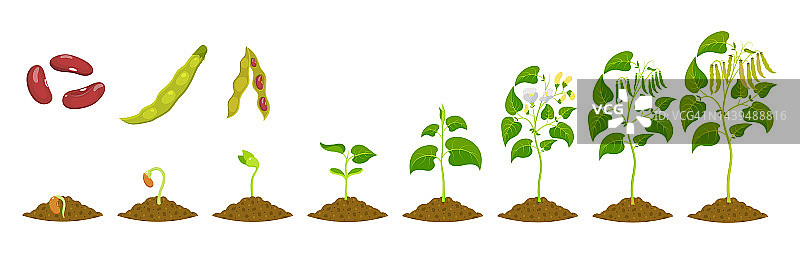 芸豆生长的阶段。从种子中种植豆类的。幼苗生长矢量图图片素材