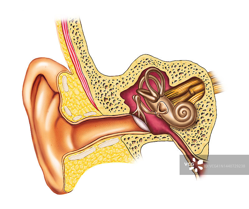 耳解剖图片素材