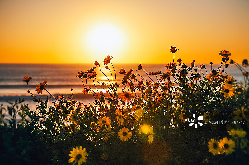 海洋日出黎明海滩海与花，美丽的自然图片素材