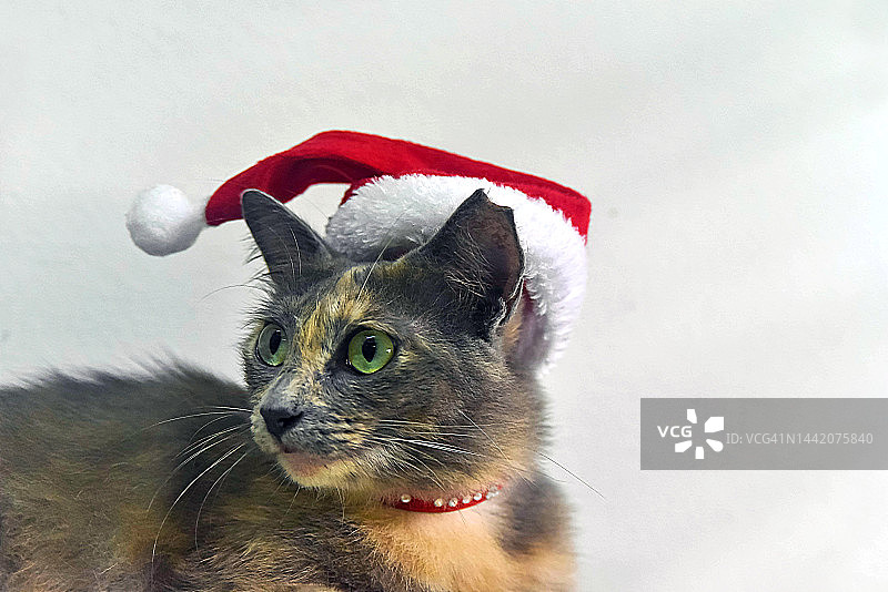 戴着红项圈和圣诞帽的圣诞猫图片素材