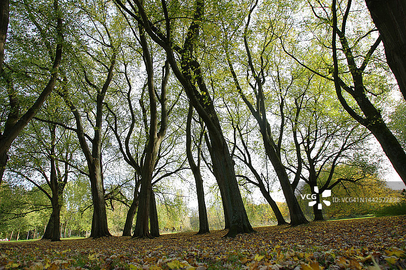 阿姆斯特丹伦勃朗公园的秋天色彩图片素材