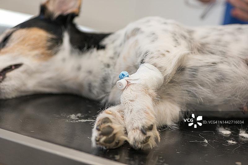 生病的杰克罗素梗狗去看兽医了。兽医为狗做手术准备，并放置导管给静脉药物。图片素材