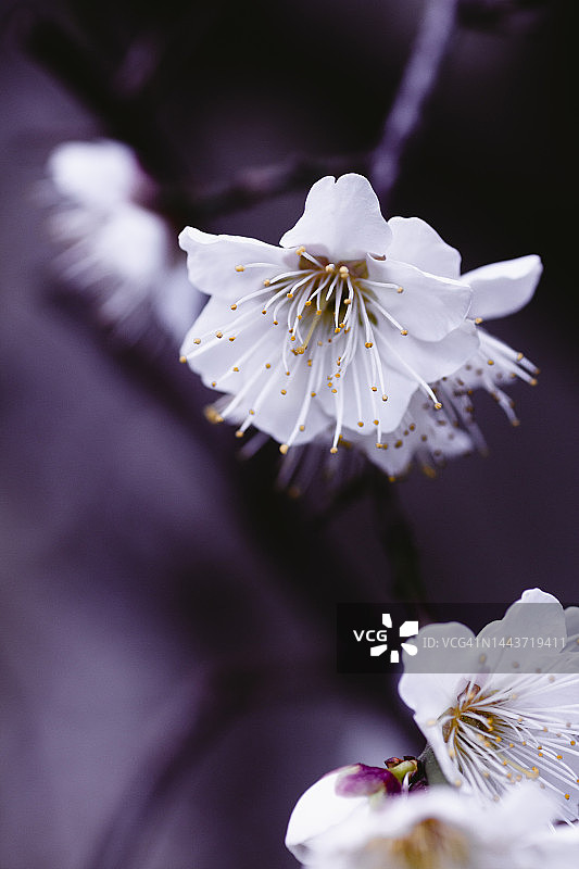 日本白梅花图片素材