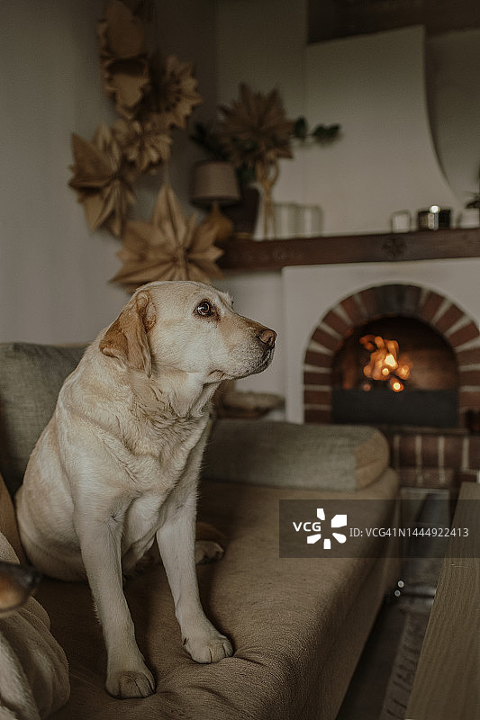 一只金毛猎犬躺在一间农舍的壁炉旁图片素材