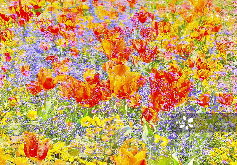 花有创意，有艺术拍，郁金香(Tulipa)，黄色和红色的花异化，植物遍布，花混合，德国图片素材