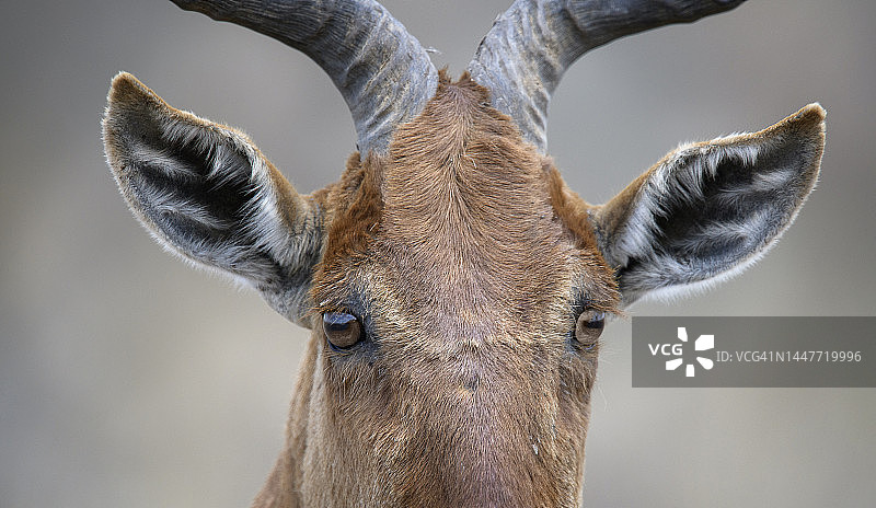 肯尼亚内罗毕国家公园的Topi眼睛和耳朵的可爱特写图片素材