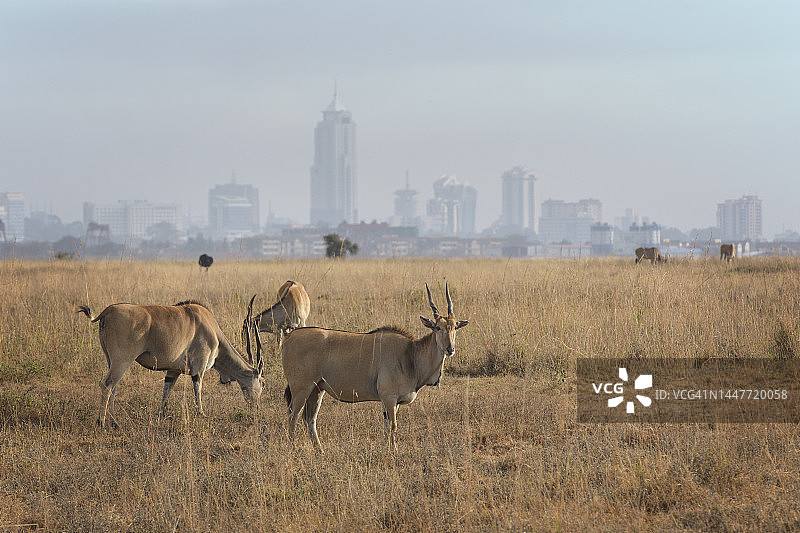 伊兰放牧在内罗毕的天际线，肯尼亚图片素材