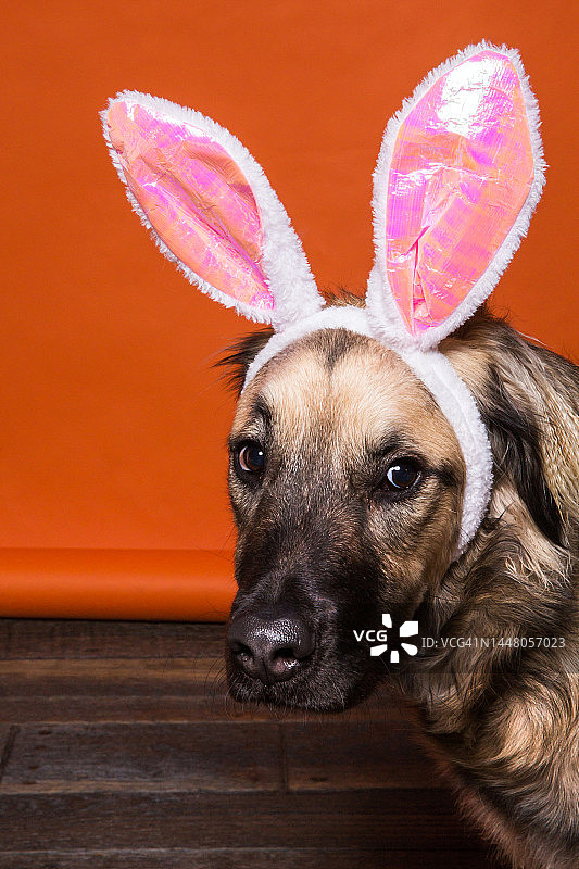滑稽的狗戴着兔子耳朵图片素材