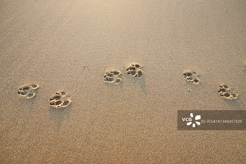 沙滩上的狗脚印图片素材
