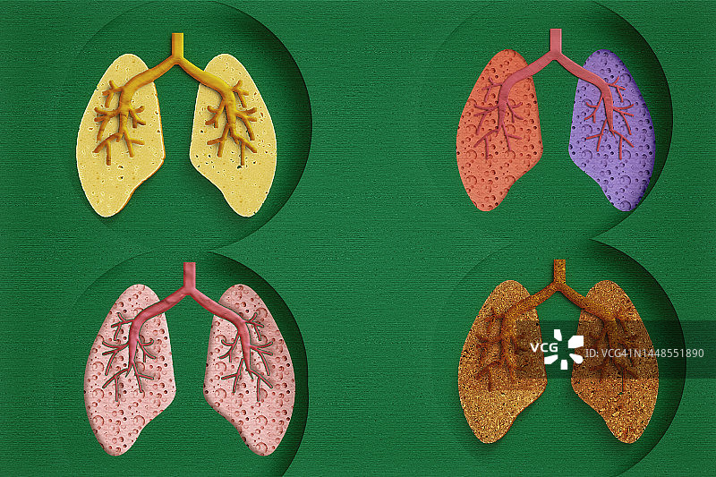 呼吸系统。肺图片素材