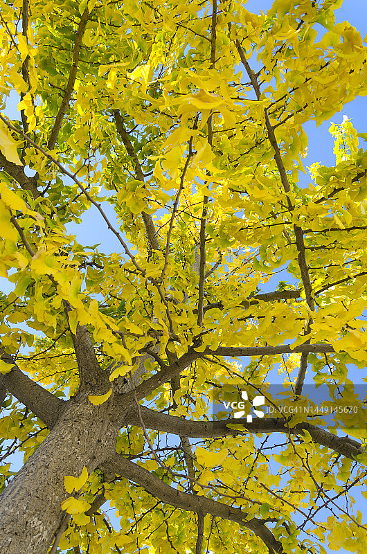 在秋天或秋天的蓝天映衬下，仰望一棵银杏树，它有着充满活力的黄叶。图片素材