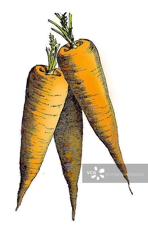 蔬菜植物古色古香雕刻彩色插图:圣瓦莱里胡萝卜图片素材