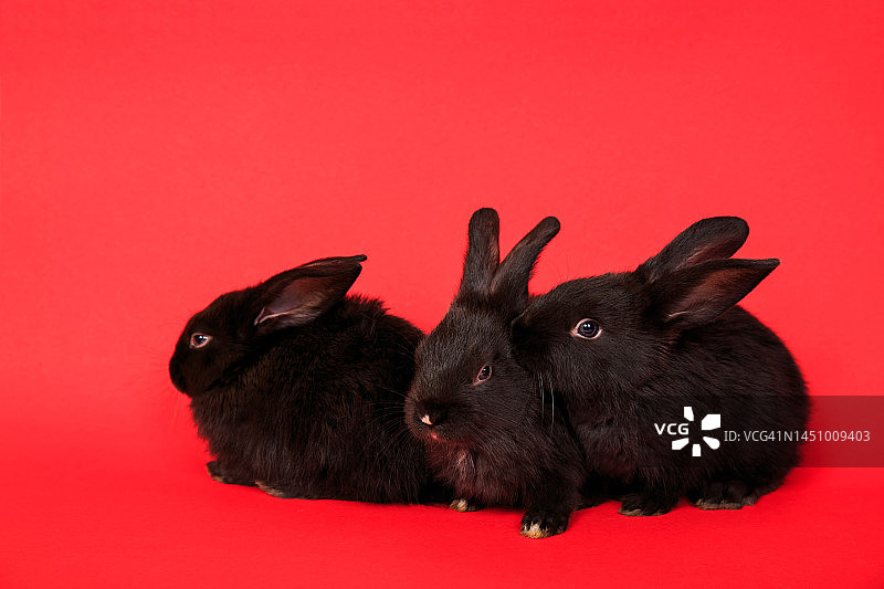 特写三个可爱的黑兔子孤立在红色背景。婴儿的动物。农场动物。小兔子。圣诞贺卡。的关系。情人节假期。复活节和中国历法的象征图片素材