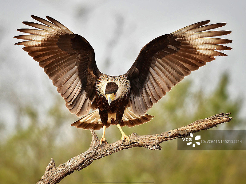 一只野生卡拉卡拉鸟张开的翅膀图片素材