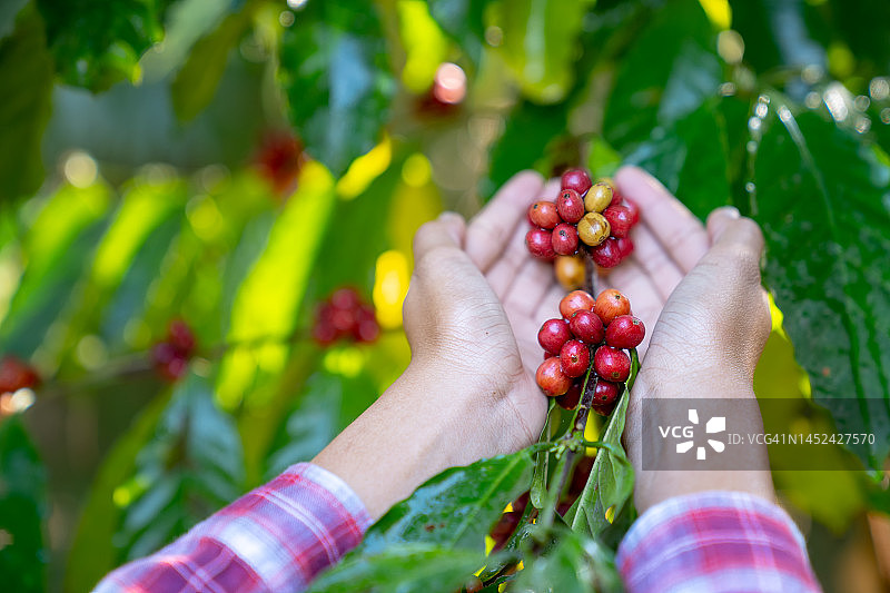 成熟的阿拉比卡咖啡浆果与农民图片素材