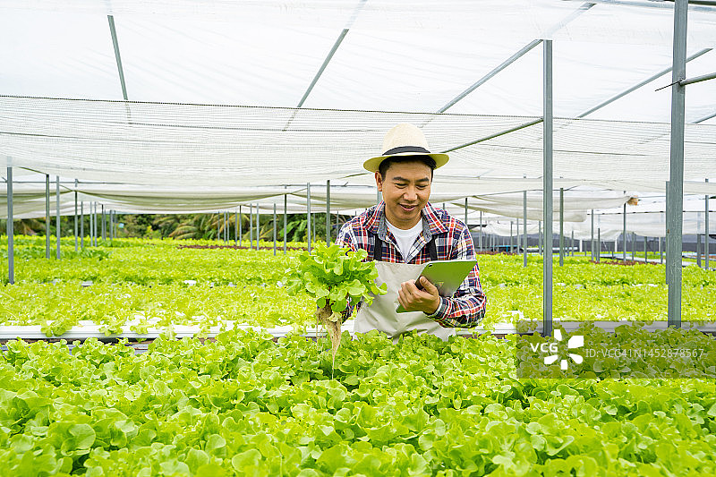 水培蔬菜工人在温室苗圃菜园观察生菜生长。图片素材