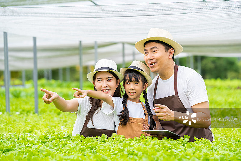 亚洲家庭园艺在农业工业，水培农业系统。图片素材