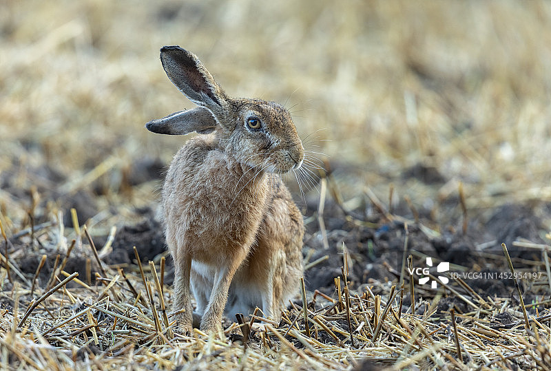 欧洲野兔(Lepus europaeus)图片素材