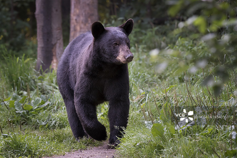 黑熊在美国明尼苏达州图片素材