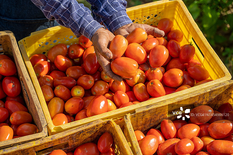 西红柿收获，农民们正在收获新鲜的西红柿。图片素材