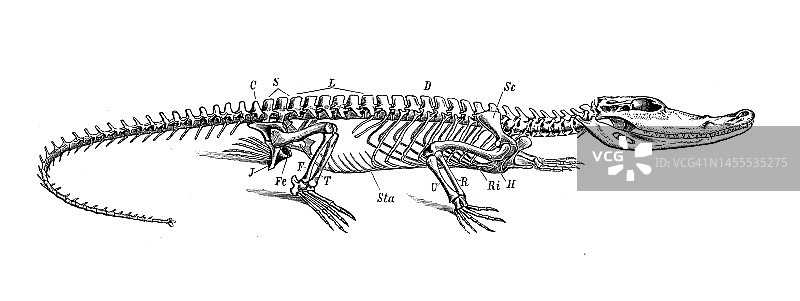 古董生物动物学图片:鳄鱼骨架图片素材