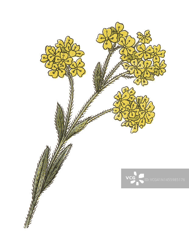 古老的植物学色版插图，一篮子的金，金花，金花，金粉，金花，金花-萨氏金草(alyssum saxatile, alyssum saxatile var. compactum)是一种原产于亚洲的观赏植物图片素材