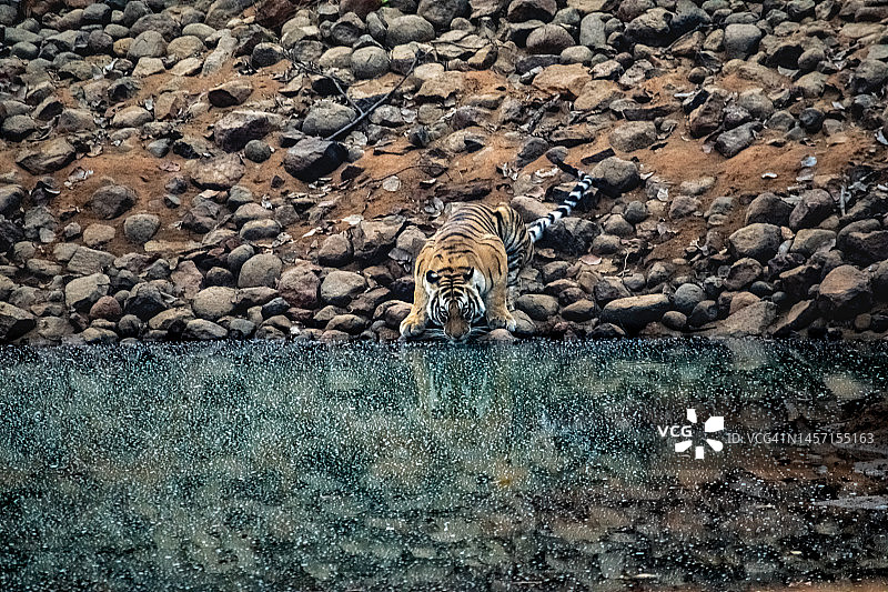 一只美丽的野生老虎的惊人特写图片素材