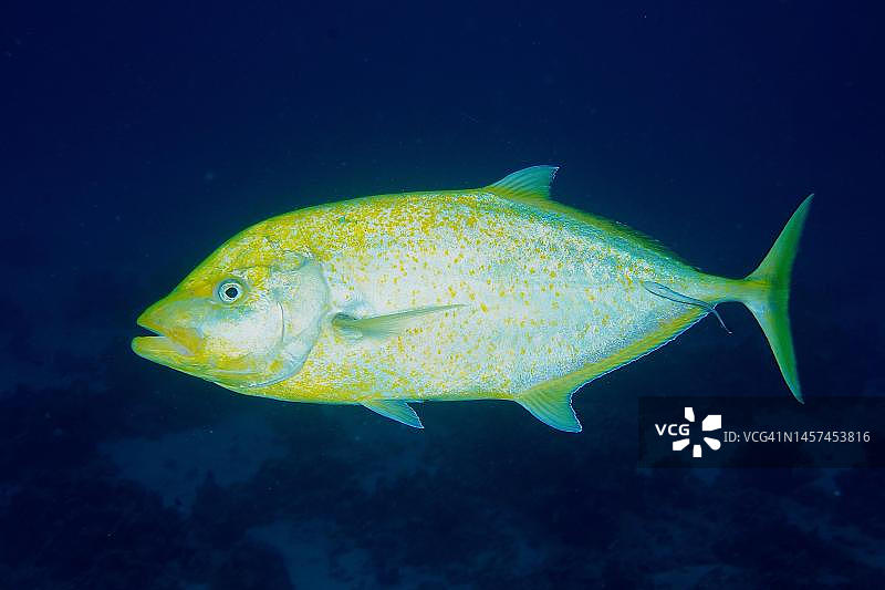 带有橙色斑点的鲹鱼在黄昏捕猎。红海埃及赫尔加达Shaab El Erg潜水点图片素材