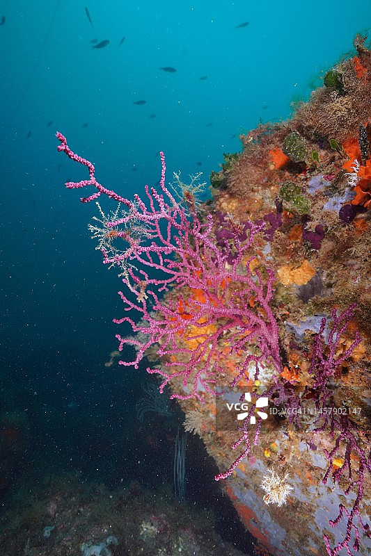 硬皮珊瑚(硬皮珊瑚属)。潜水地点海洋保护区克鲁斯角，罗萨斯，布拉瓦海岸，西班牙，地中海图片素材
