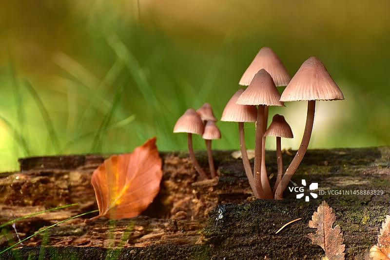 秋天，德国莱茵兰-普法尔茨州Hunsrueck的枯木上，蘑菇成群地生长在出血的仙女头盔上图片素材