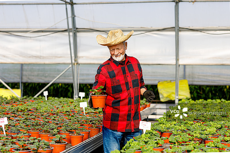 一个戴着草帽的老人捧着一盆植物，看着它们的生长。图片素材