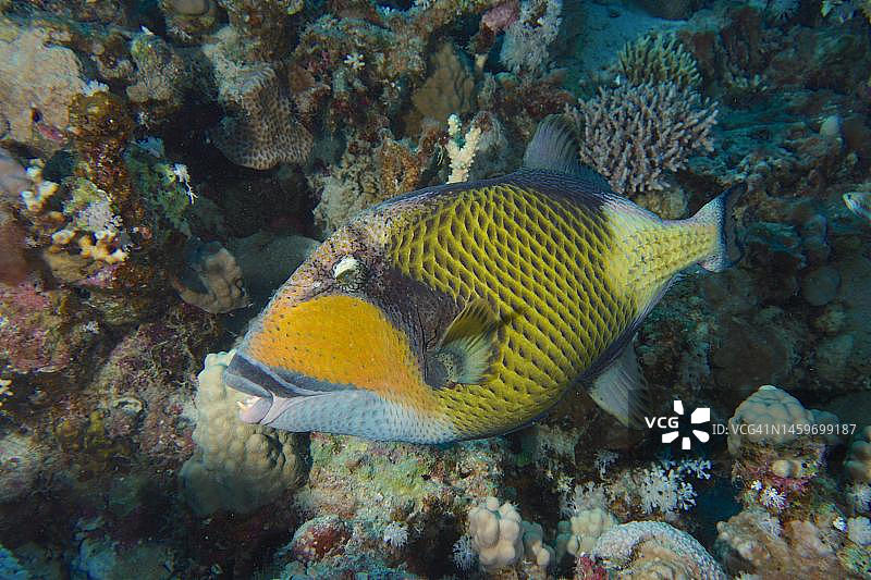 泰坦触发鱼(Balistoides Viridescens)， House Reef潜水地点，红树林湾，El Quesir，红海，埃及图片素材